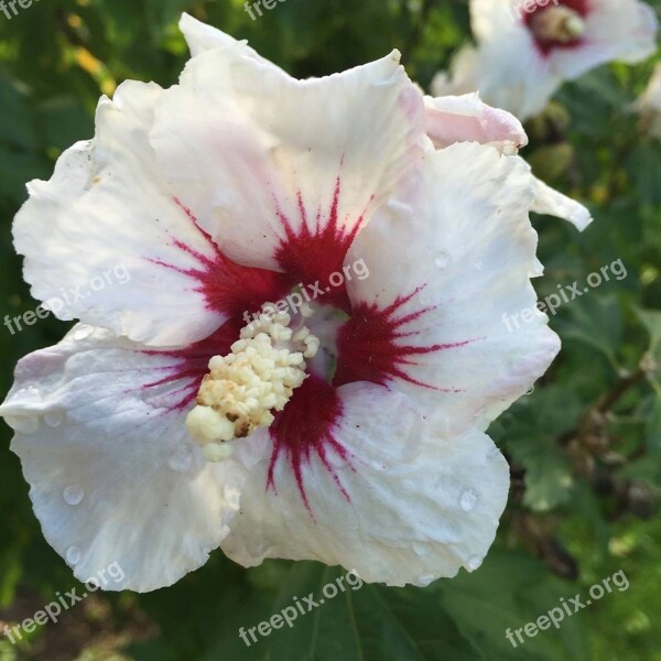 Hibiscus Flower Blossom Bloom Close Up