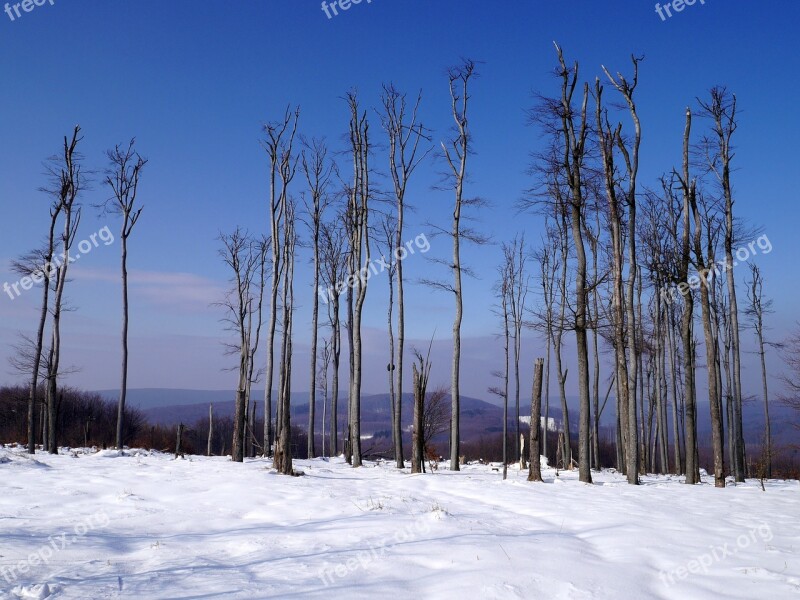 Slovakia Winter Little Carpathians Trees Forest