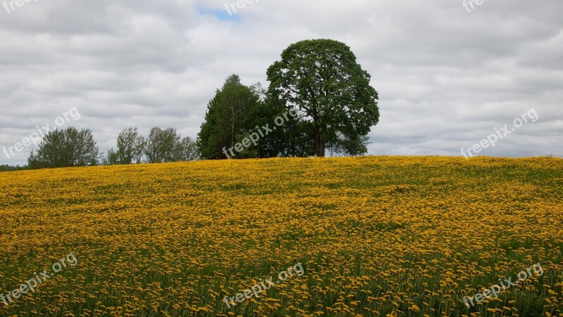 Sonchus Oleraceus Meadow Flowers Free Photos