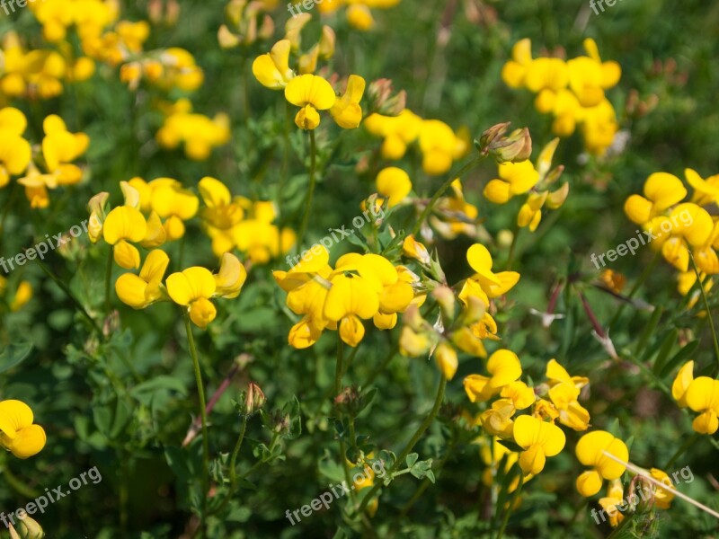 Birdsfoot Flower Meadow Free Photos