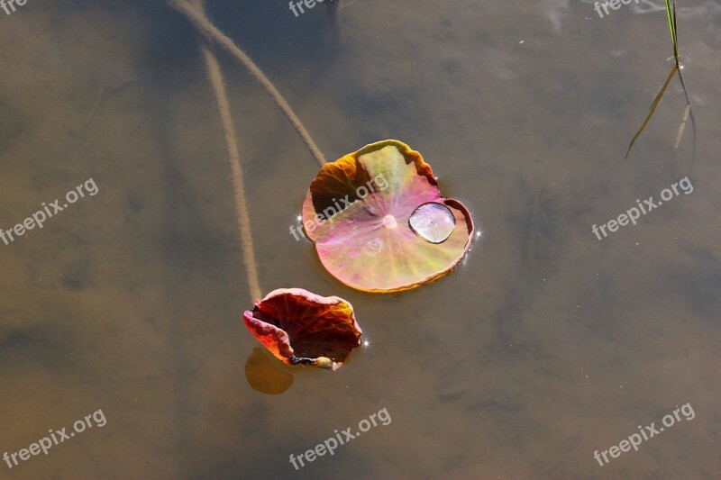 Lotus Leaf Lake Water Plant Nature Plants