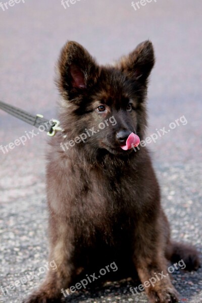 German Shepherd Dog Gsd Adorable Cute Lovely