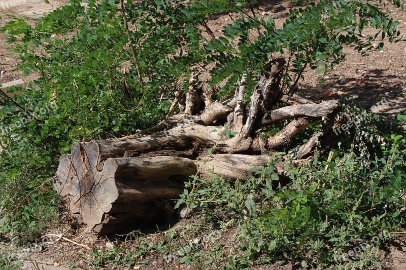 Tree Root Log Tree With Roots Natural