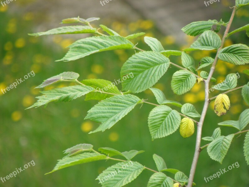 Leaves Hornbeam Young Branch Green