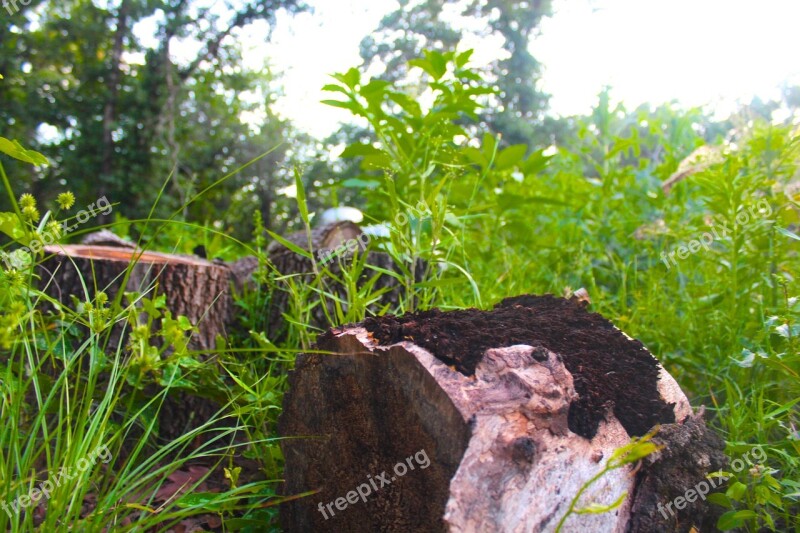 Nature Wood Stump Grass Nature Background