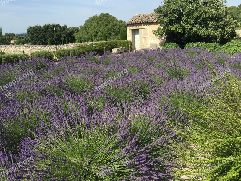 France Lavender Fields Lavender Countryside Flower