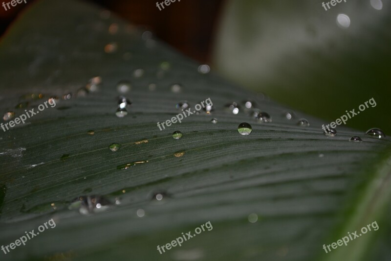 Leaf Drip Drop Of Water Green Green Plant