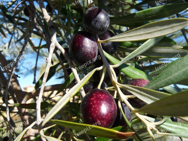 Tree Fruit Olive Olivier Nature