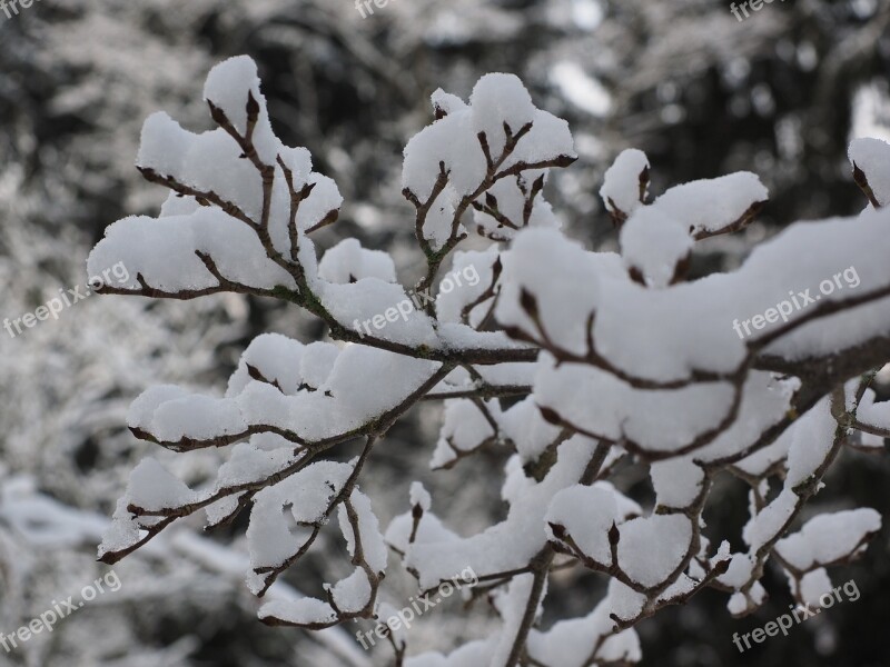 Aesthetic Winter Snow Trees Snowed In