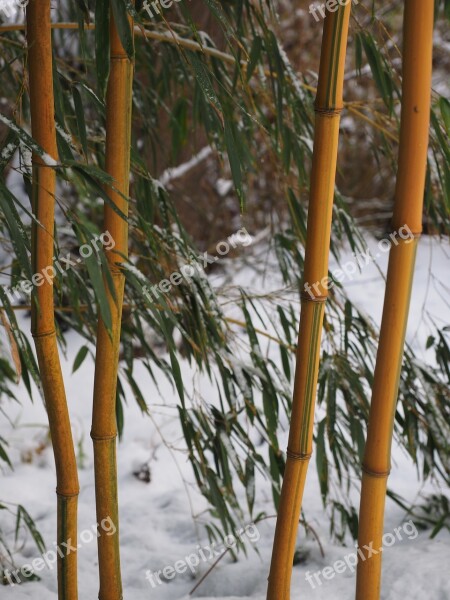 Bamboo Plant Aureocaulis Bamboo Garden Gold Bamboo Tube