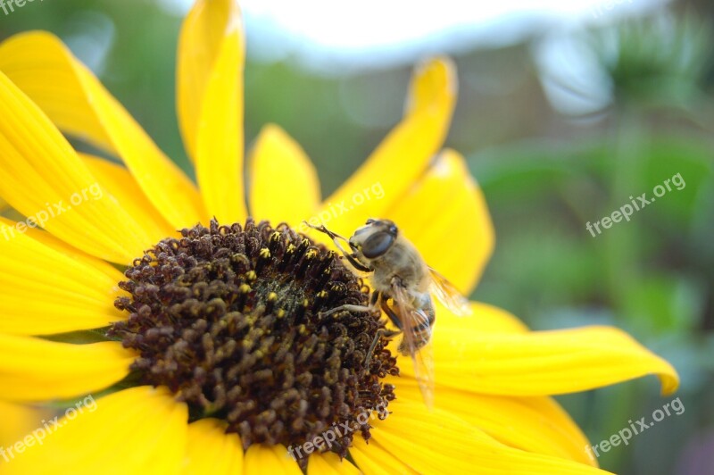 Sunflower Bee Closeup Insects Bloom