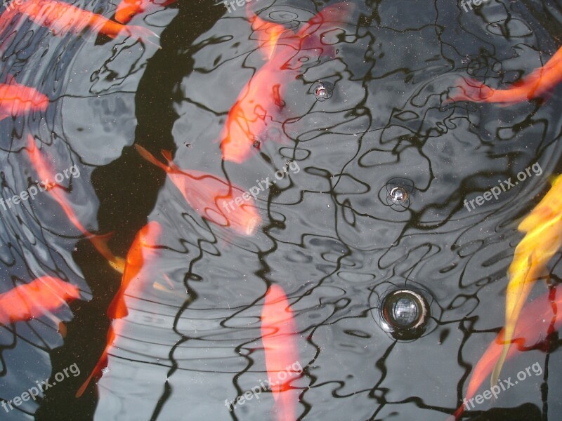 Goldfish Water Ripples Bubbles Free Photos