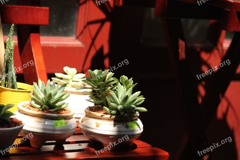 The Scenery Humanities Old Street Succulent Plants Free Photos