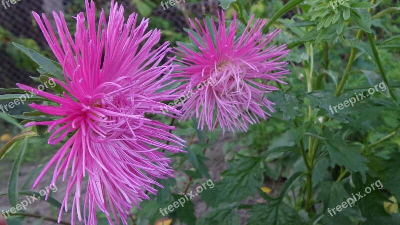 Pink Tűszírmú Aster Free Photos