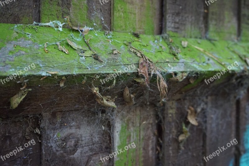 Leaves Green Fence Web Dust