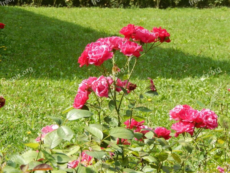 Nature Rose Flower Rosebush Flowers