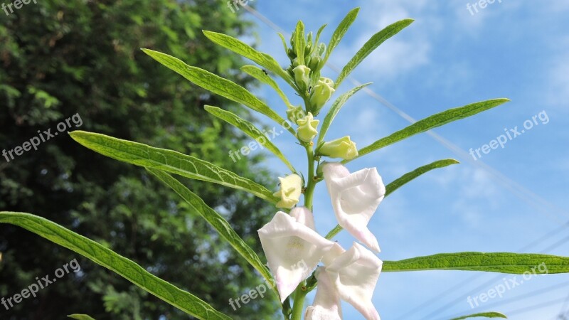 Sesame Sesame Flower White Flowers Spring