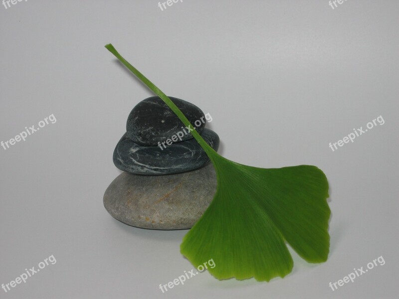 Pebble Gingko Zen Free Photos