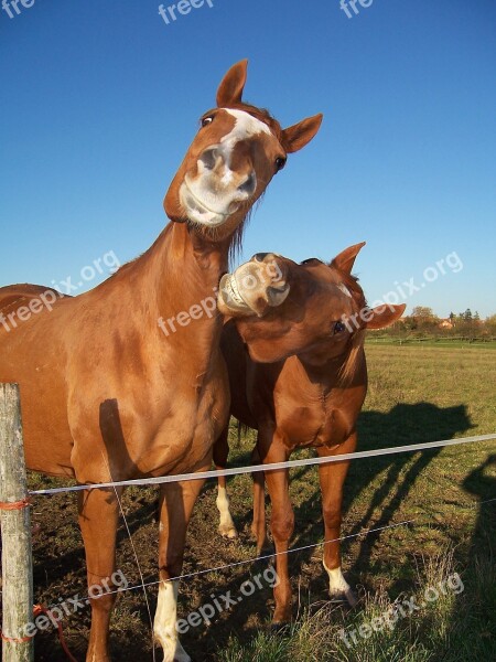 Horses Horse Horse Head Horseback Riding Animal