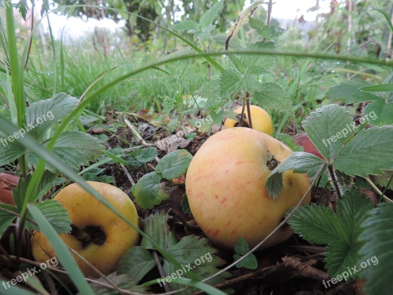 Apple Windfall Free Photos