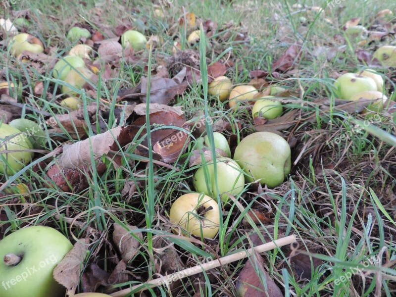 Apple Windfall Autumn Free Photos