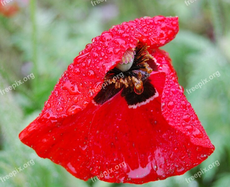 Poppy Wet Rain Raindrop Drop Of Water