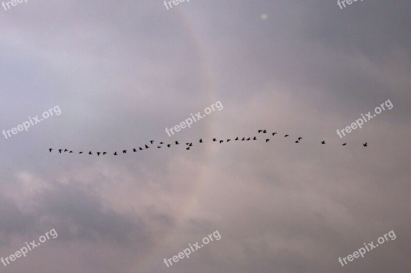 Clouds Birds Flight Flying Water Bird