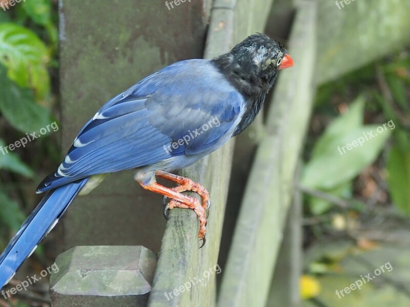 Long-tailed Mountain Mother Blue Magpie Tiger Mountain Taipei Eye