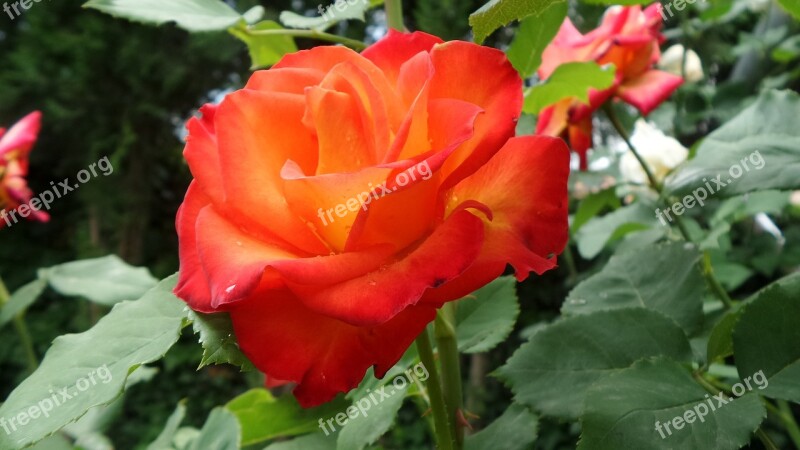 Rose Orange Flower Buds Free Photos