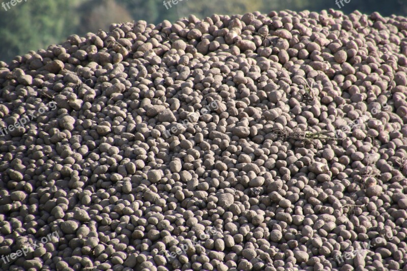 Potato Potatoes Pile Lot Harvest