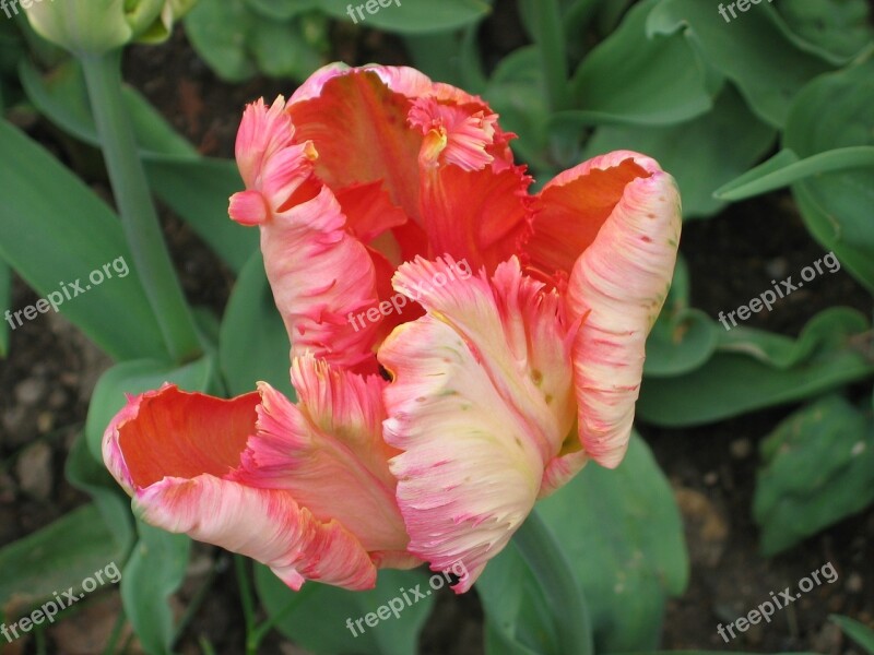 Pink Tulip Rolle Park Easter Free Photos