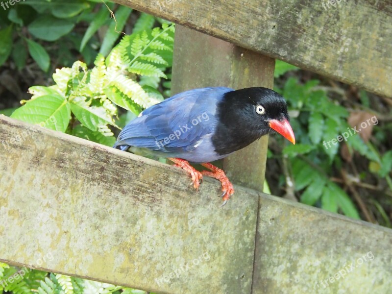 Blue Magpie Long-tailed Mountain Mother Tiger Mountain Taipei Free Photos