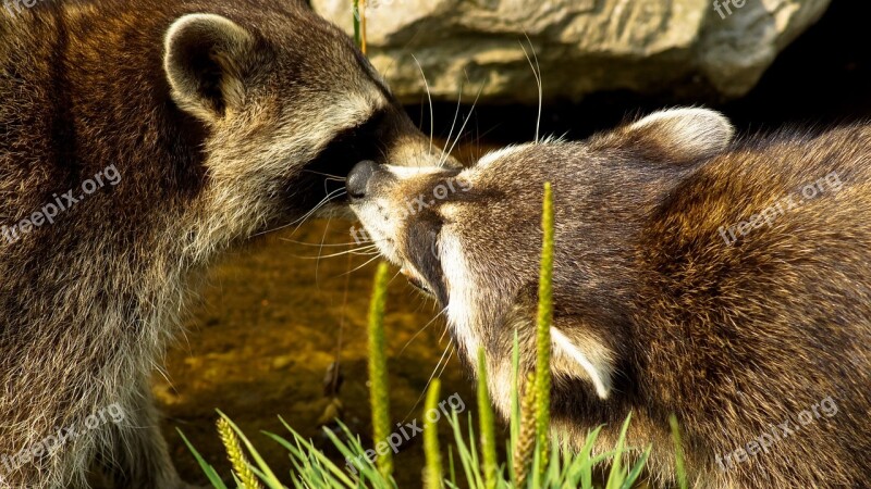 Raccoon Animal Mammal Nature Wildlife