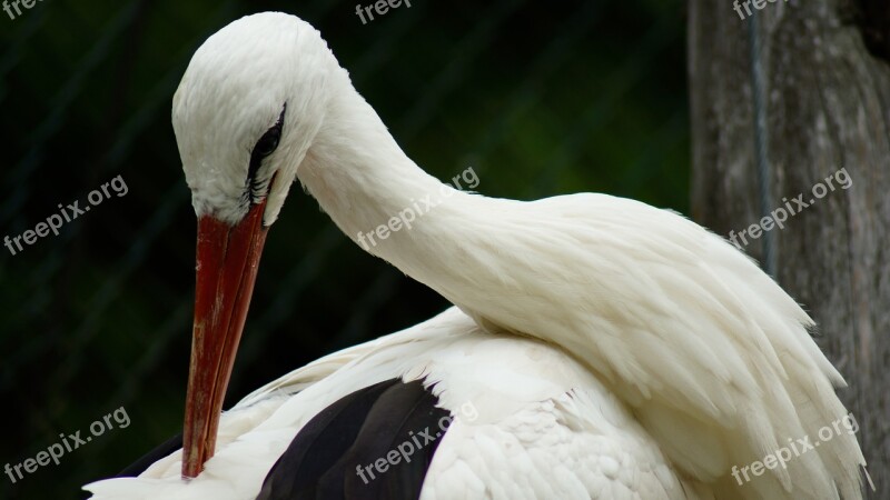 Stork Bird Animal Beak Bill