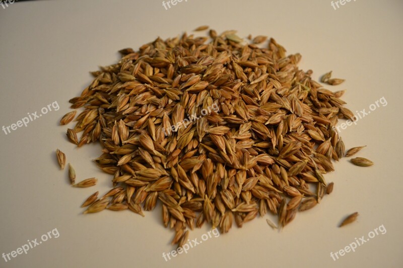 Emmer Wheat Grains Organic Free Photos