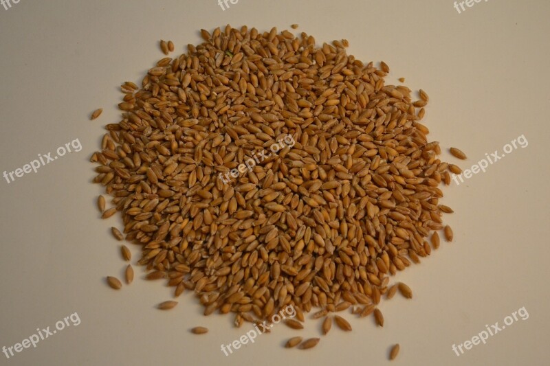 Triticale Grains Organic Free Photos