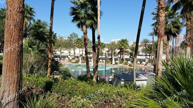 Pool Side Water Palm Trees Las Vegas Free Photos