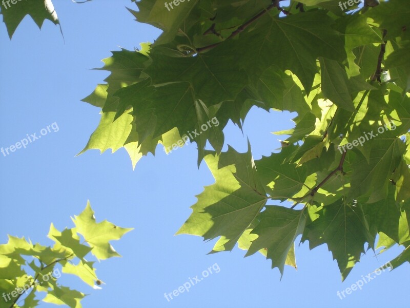 Leaves Blue Sky Summer Nature Green