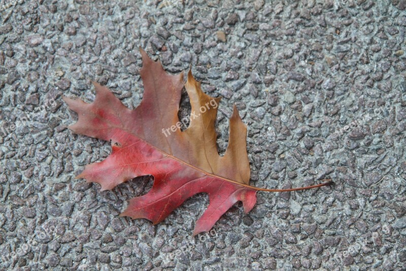 Fall Leaf Colorful Foliage Red Brown