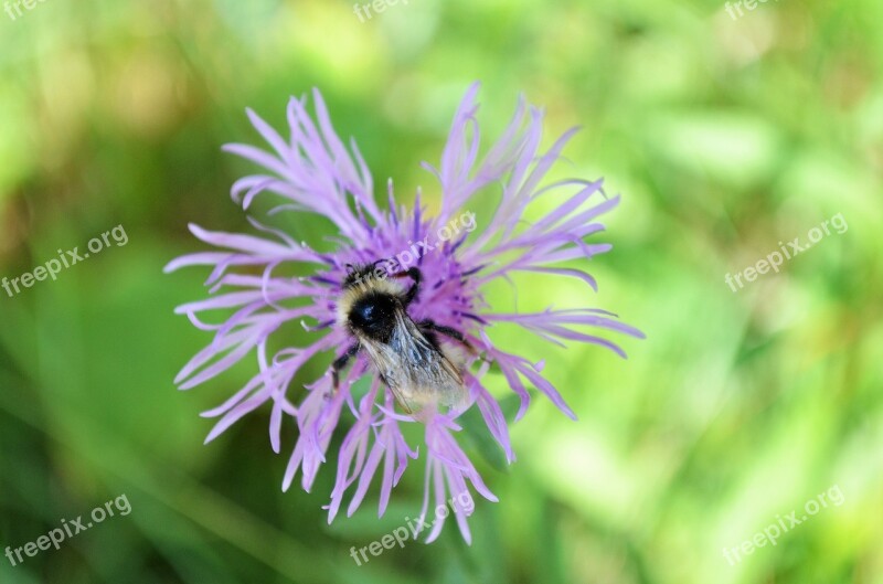 Flower Hummel Pink Flower Nature Free Photos