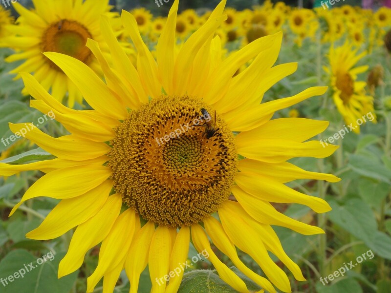 Sun Flower Flower Garden Icon Free Photos