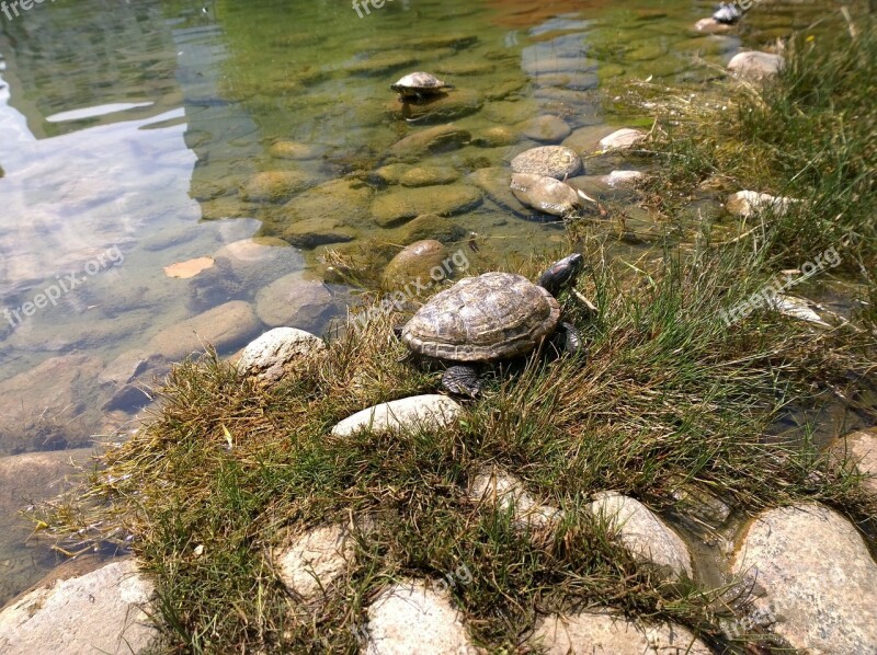 Snapper Turtle Snapping Reptile Aquatic