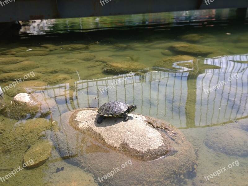 Turtle Resting Snapping Reptile Wildlife