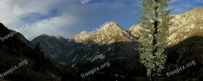 Mountain Yucca Landscape Southwest California