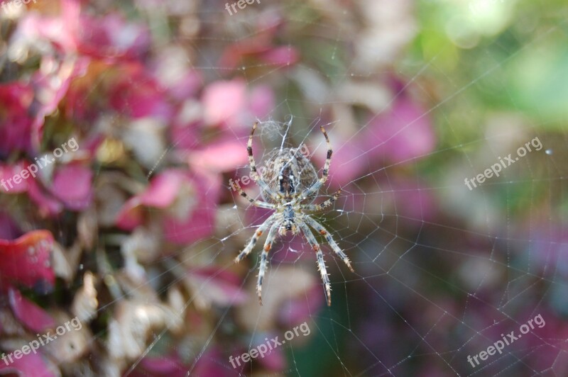 Web Garden Spider Spin Garden Bug