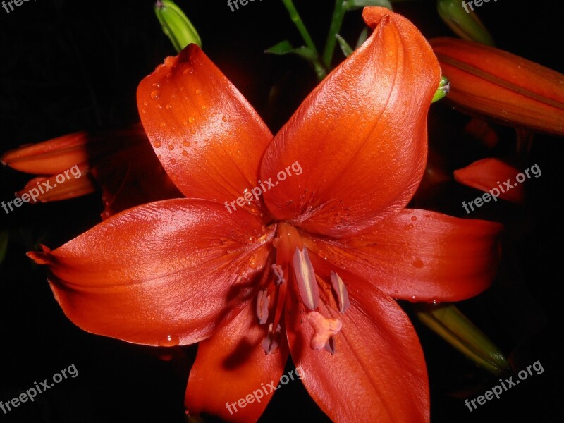 Lily Flowers Red Drops At Night