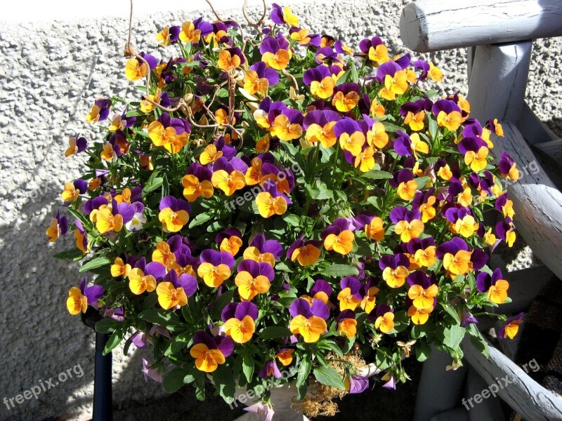 Pansy Flowers Plant Nature Bloom