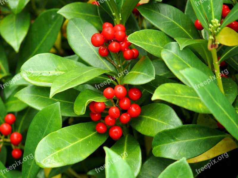 Plant American Holly Green Redcurrant Nature