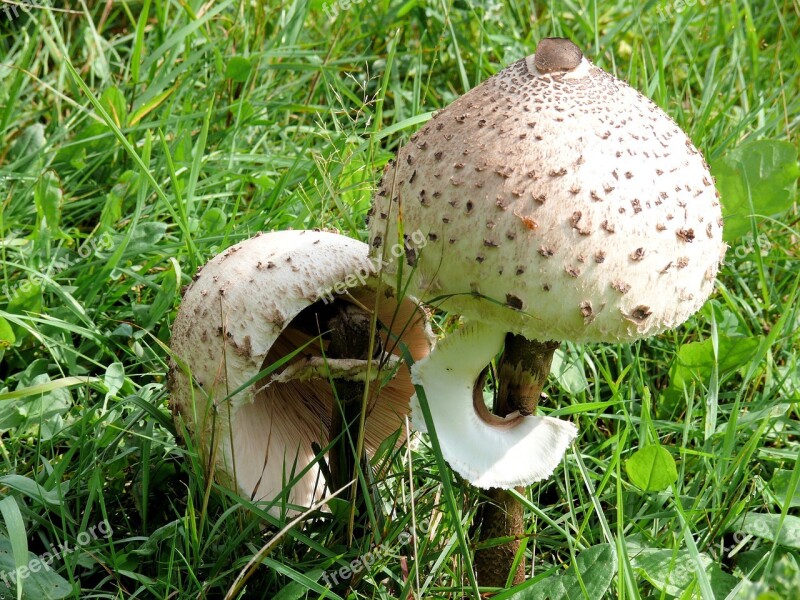 Mushroom Agaric Beige Green Grass Spring