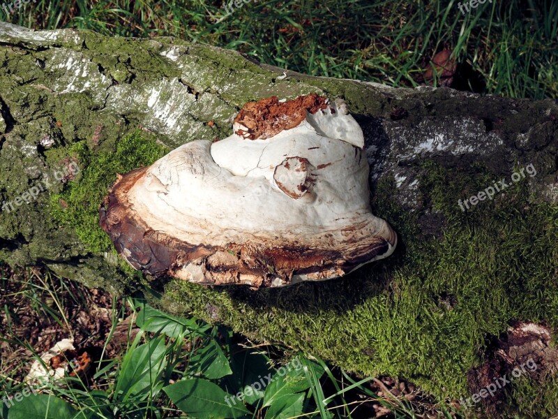 Mushroom Agaric White Brown Forest